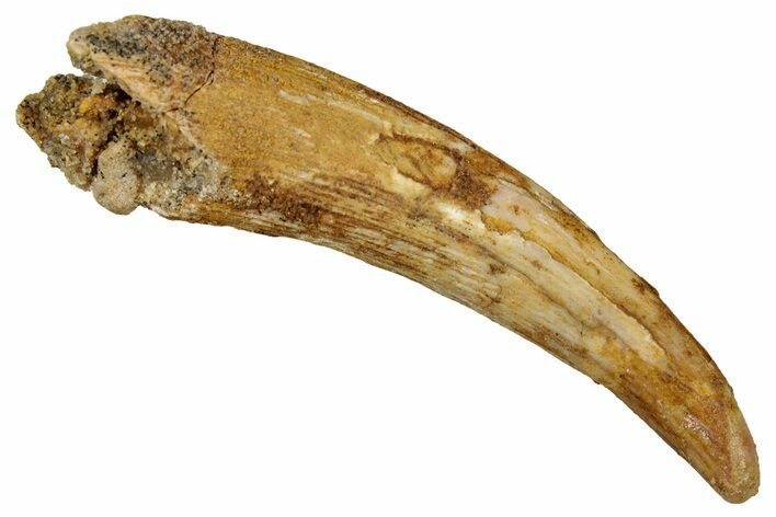 Fossil Pterosaur (Siroccopteryx) Tooth - Morocco #354867